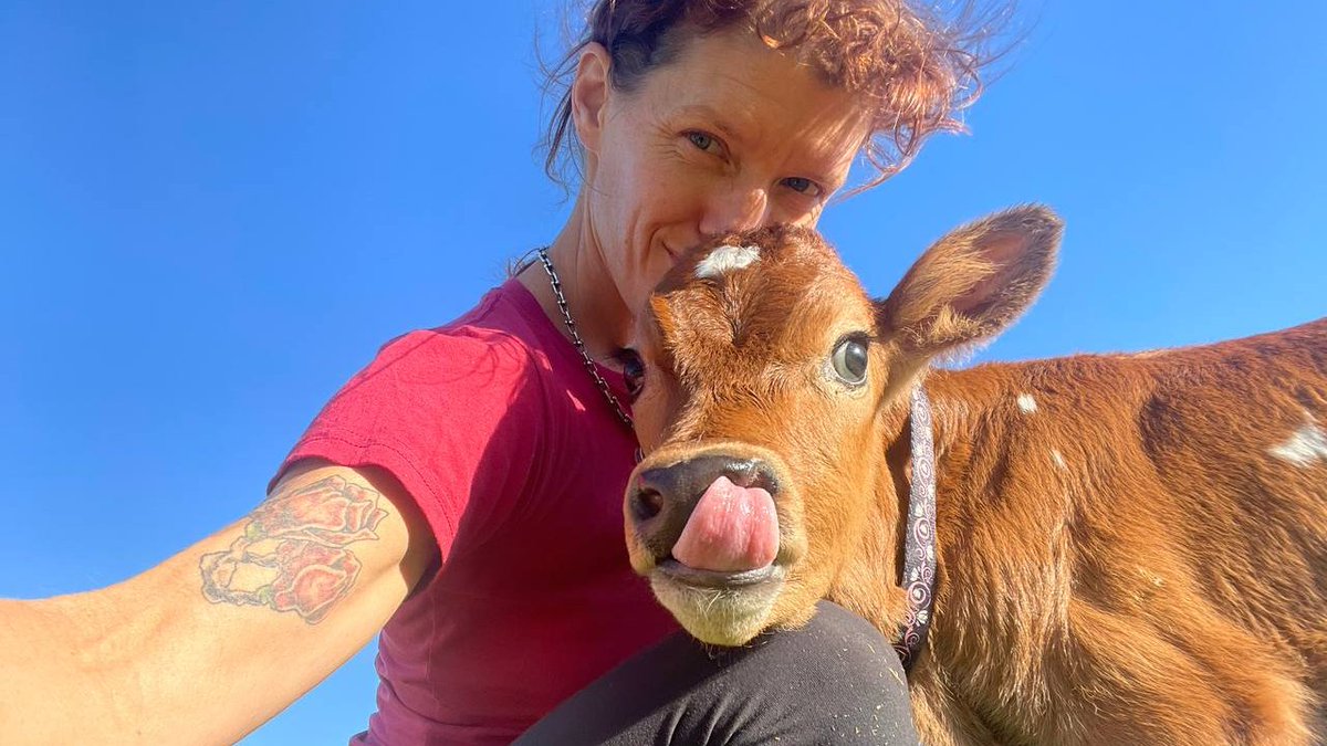 Hey <a href="/elonmusk/">Elon Musk</a> - I see your Cybertruck, but I raise you  onelivingsanctuary.org transporting a cow in the back of a <a href="/Tesla/">Tesla</a> model 3 🤣