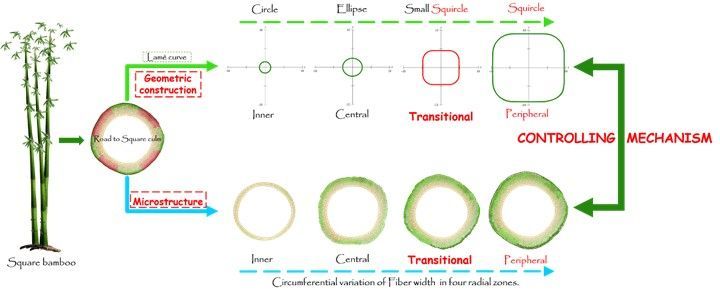 BioResJournal's tweet image. Interactions between geometrical forms and #microstructural features in culm of square bamboo.

buff.ly/4gZJfRg

#BioResJournal #OpenAccess #bambooresearch #bamboo #morphological #anatomical #bambooutilization