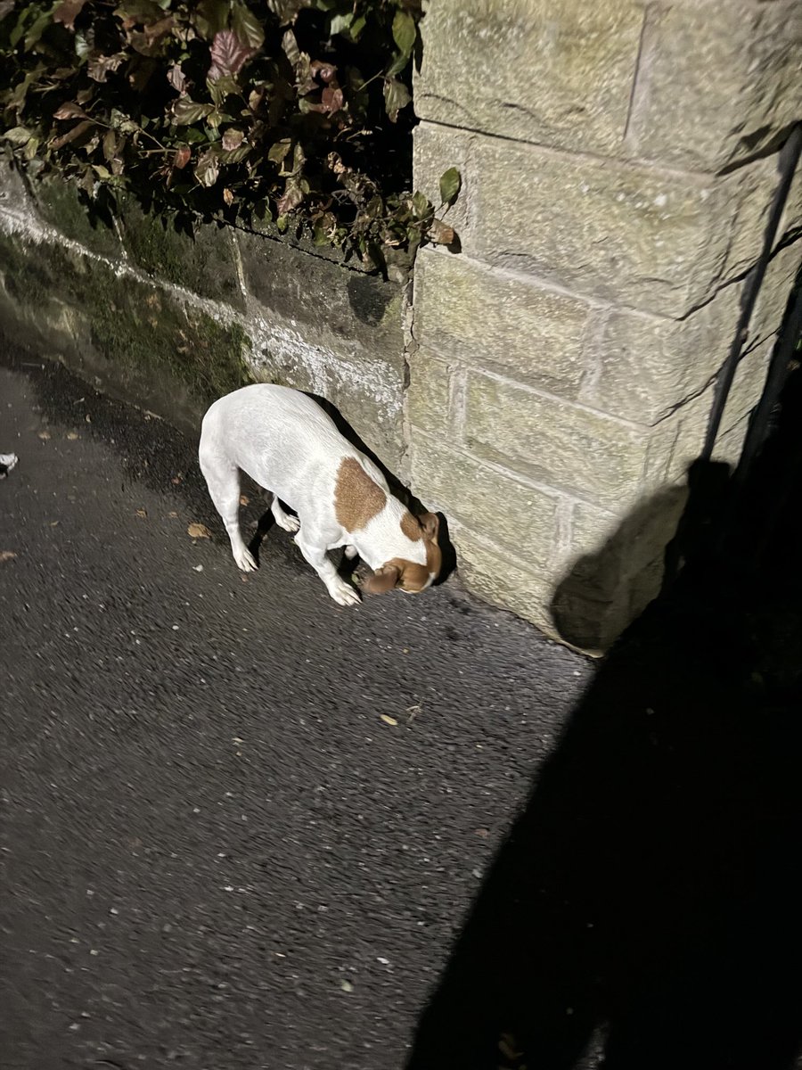 Johnfields13's tweet image. Jack Russell wondering around on its own with no collar on oldfield road Stannington…. Anyone lost this dog ?