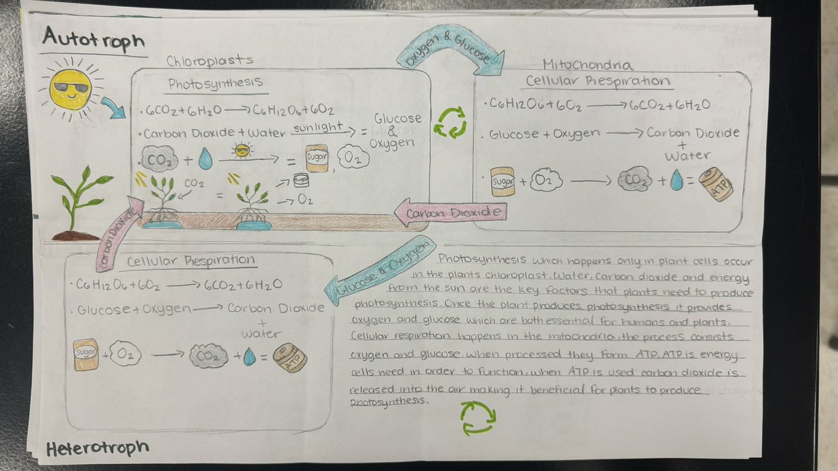 Spalding Biology tweet media
