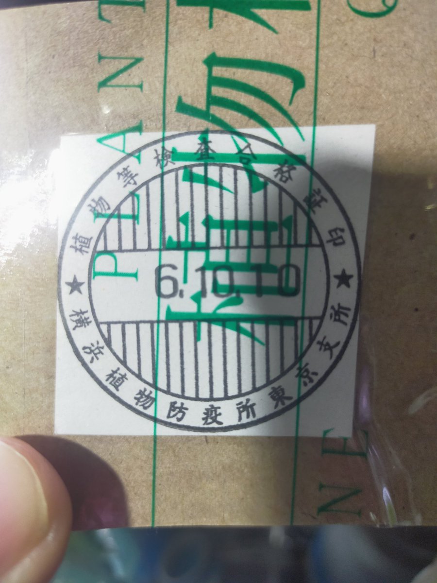 zivo44's tweet photo. 久しぶりにタイからの荷物！！
先ずは整理して洗ってからリストに上げます。
お品書き的には…
ネックレスフ���ーン　クート島

ケファロマネスsp.　クート島

Cry バランサエ　タラット産
(水中葉）

ミミモチシダ　サムットプラカーン産

になります！！ https://t.co/v35dLeO3Fj