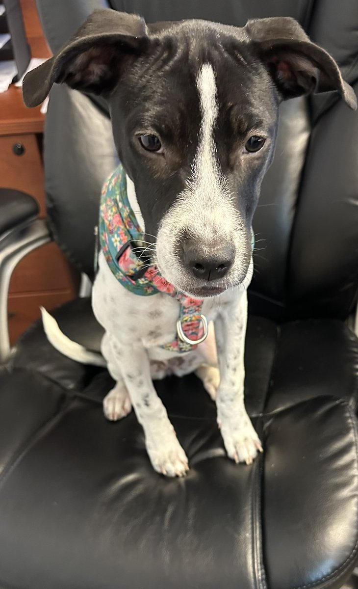 iblinks's tweet image. I guess I have a boss at work now she keeps stealing my chair.