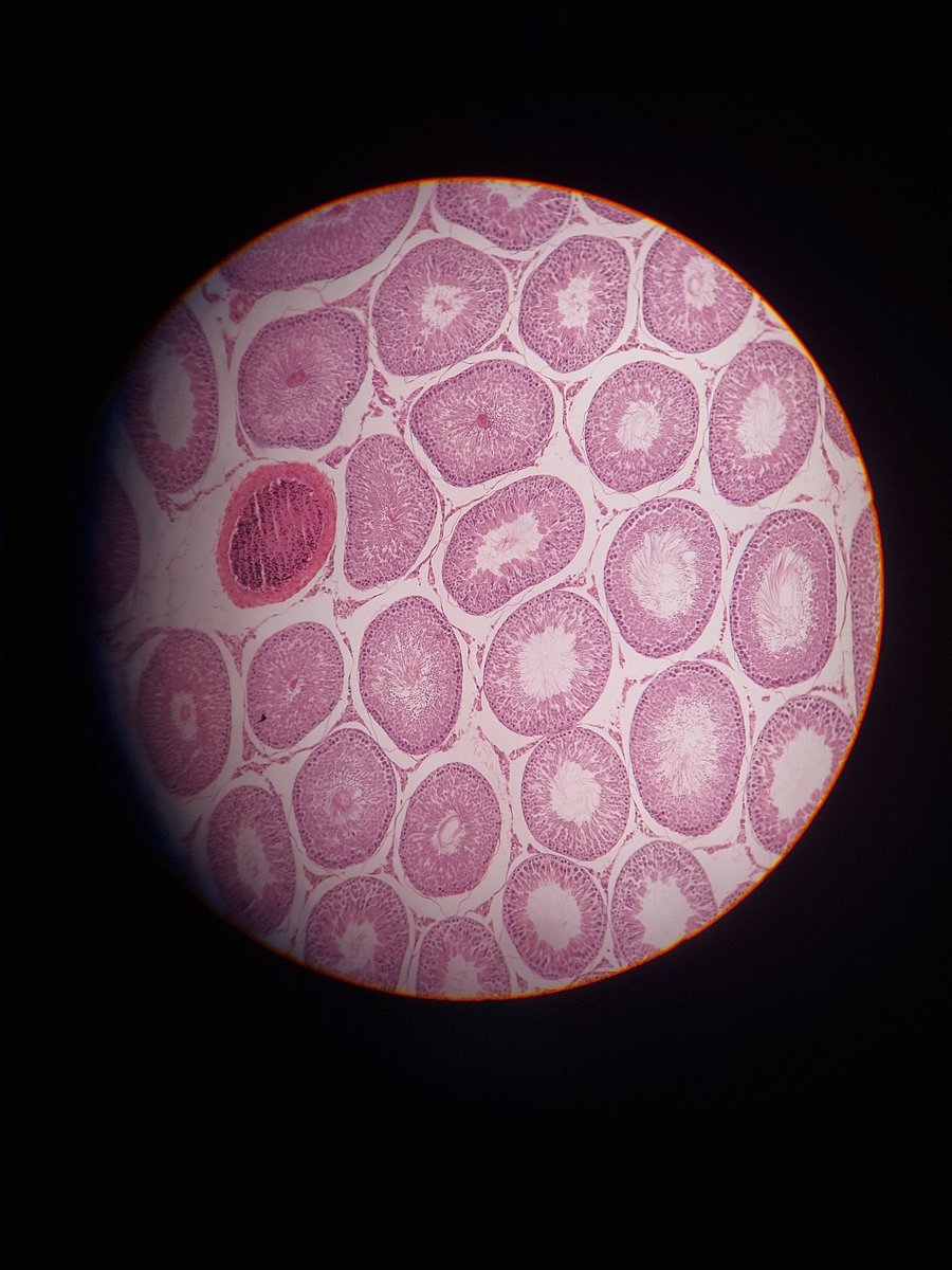 ArM82156733's tweet photo. The best class 🔬🩷 https://t.co/a9a1TepYCv