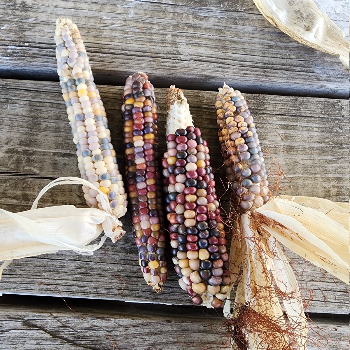 🌳TheOutdoorLearningCenter🌳 (@cfb_olc) on Twitter photo The corn that's coming out of our #3SistersGarden is just beautiful! The variety is called Glass Gem Corn. #NoFilters #OutdoorEducation #OutdoorLearning <a href="/cfbisd/">Carrollton-Farmers Branch ISD</a> The corn that's coming out of our #3SistersGarden is just beautiful! The variety is called Glass Gem Corn. #NoFilters #OutdoorEducation #OutdoorLearning <a href="/cfbisd/">Carrollton-Farmers Branch ISD</a>