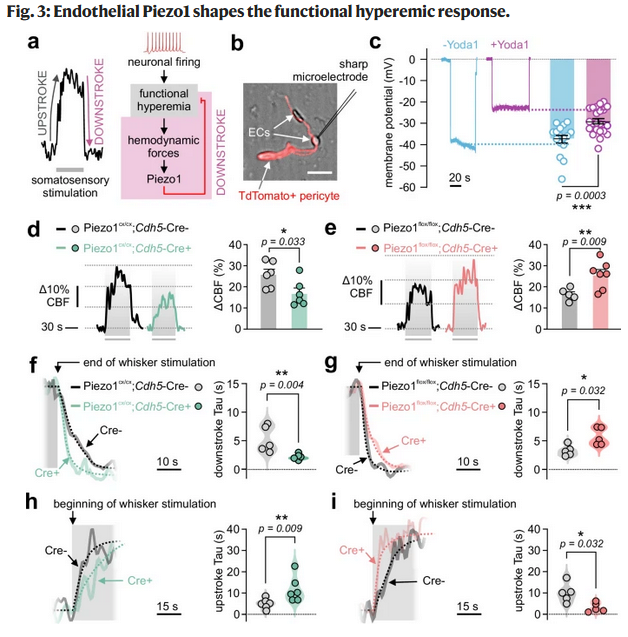 FScholkmann's tweet photo. The endothelial Piezo1 channel mediates mechano-feedback control of brain blood flow:
https://t.co/GgbEBjrMa6
Piezo: (i) a sensor of hyperemia in the brain endothelium &amp; (ii) a built-in endothelial feedback system that deermines the magnitude &amp; shape of the hyperemic response https://t.co/FaCrAcOXkW