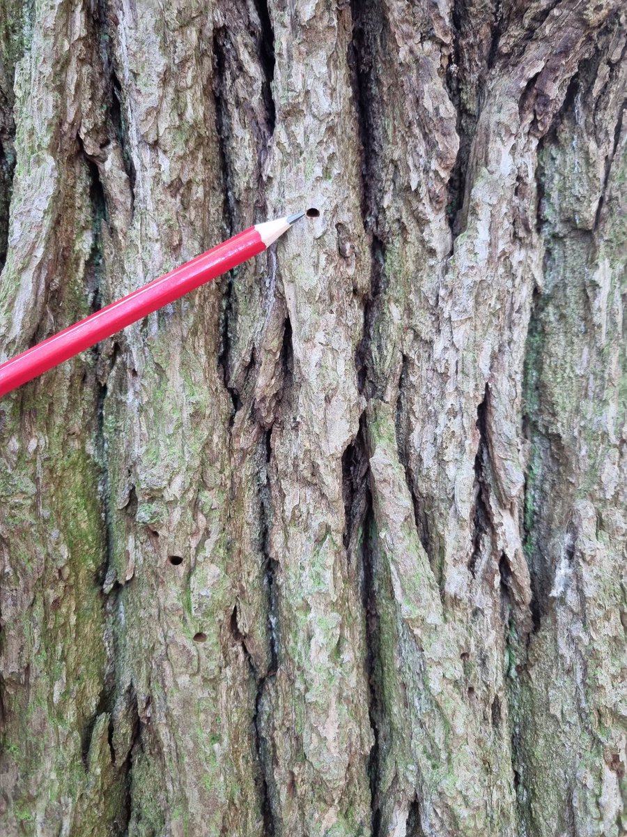 N_Brown_81's tweet image. The number one take home message from our AOD detection workshops was that Agrilus emergence holes may be smaller than you think!