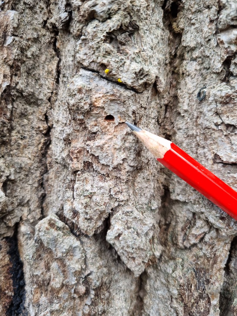 N_Brown_81's tweet image. The number one take home message from our AOD detection workshops was that Agrilus emergence holes may be smaller than you think!