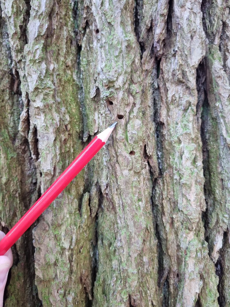 N_Brown_81's tweet image. The number one take home message from our AOD detection workshops was that Agrilus emergence holes may be smaller than you think!