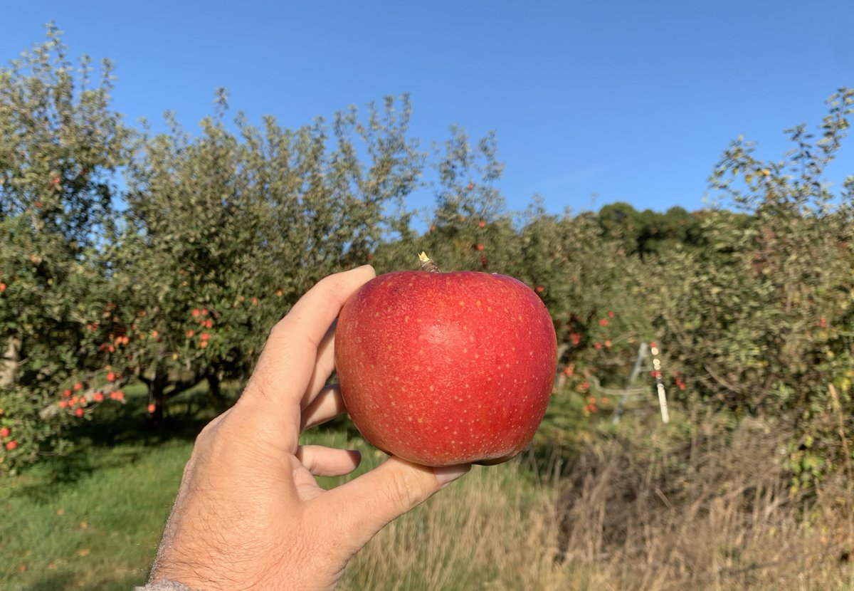 ApplebrookFarm's tweet photo. Have you ever tried a Jonagold? 

One member of the family considers it the best eating apple there is -- "an explosion of flavor in your mouth." 

Swing by today, tomorrow, or Sunday (we're open 11 to 5) for one (or nine) of these masterpieces! 

#apples
#buylocal
#Connecticut https://t.co/a7G0Myv6pg