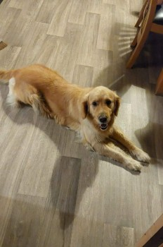 millypod1's tweet photo. ๐6 OCT 2024 #Lost BELLA #ScanMe
Golden Tan Golden Retriever Female
#Errill #CountyLaois #Ireland https://t.co/KzgcDsUEnY https://t.co/NhUyBHHBkB