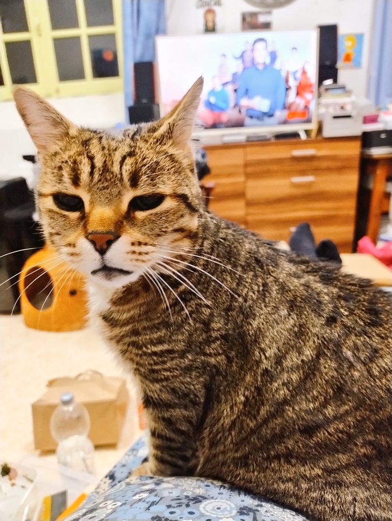 🐈Dre. L'intern(é)e - Chimère🐈 tweet media