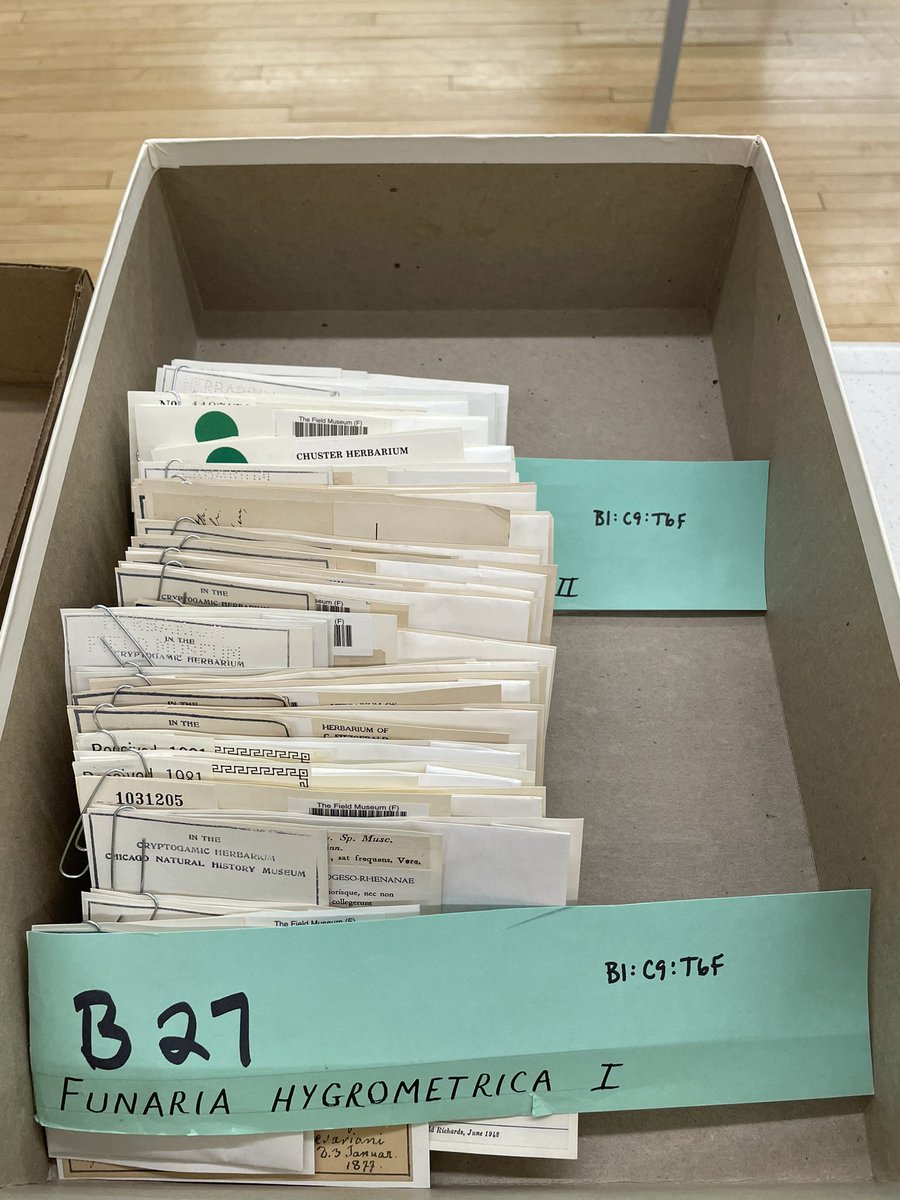 WeDigBio's tweet photo. More #WeDigBio fun: volunteers from @NorthernTrust helped out at the @FieldMuseum today, preparing 1000s of herbarium specimens for curation and identifying fauna in pictures & videos to assist biodiversity research!
@iDigBio #communityscience #achievinggreatertogether https://t.co/65WNIrUyoE