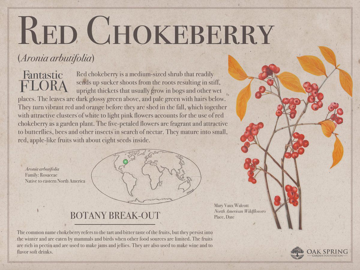 Happy #FantasticFloraFriday! Today we're highlighting another autumn favorite, but this one blazes with color both in its leaves and its vivid fruit.

For more beautiful berries, visit fantasticflora.online.