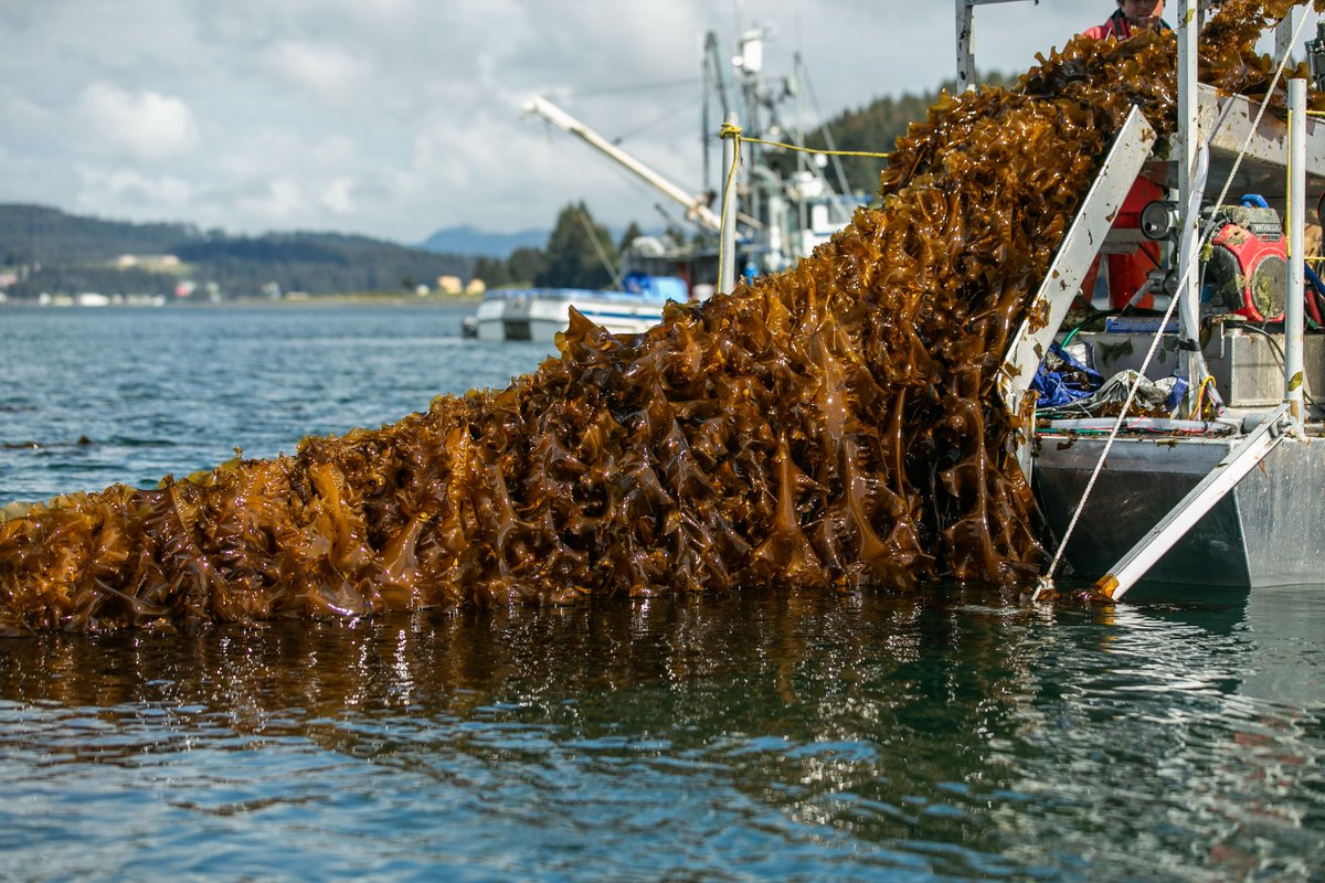 NEWS: Blue Evolution &amp; Māori Iwi Join Forces to Scale Regenerative Seaweed Farming in Aotearoa New Zealand

Read about it: blueevolution.com/blog/blue-evol…

#blueeconomy #seaweedfarming