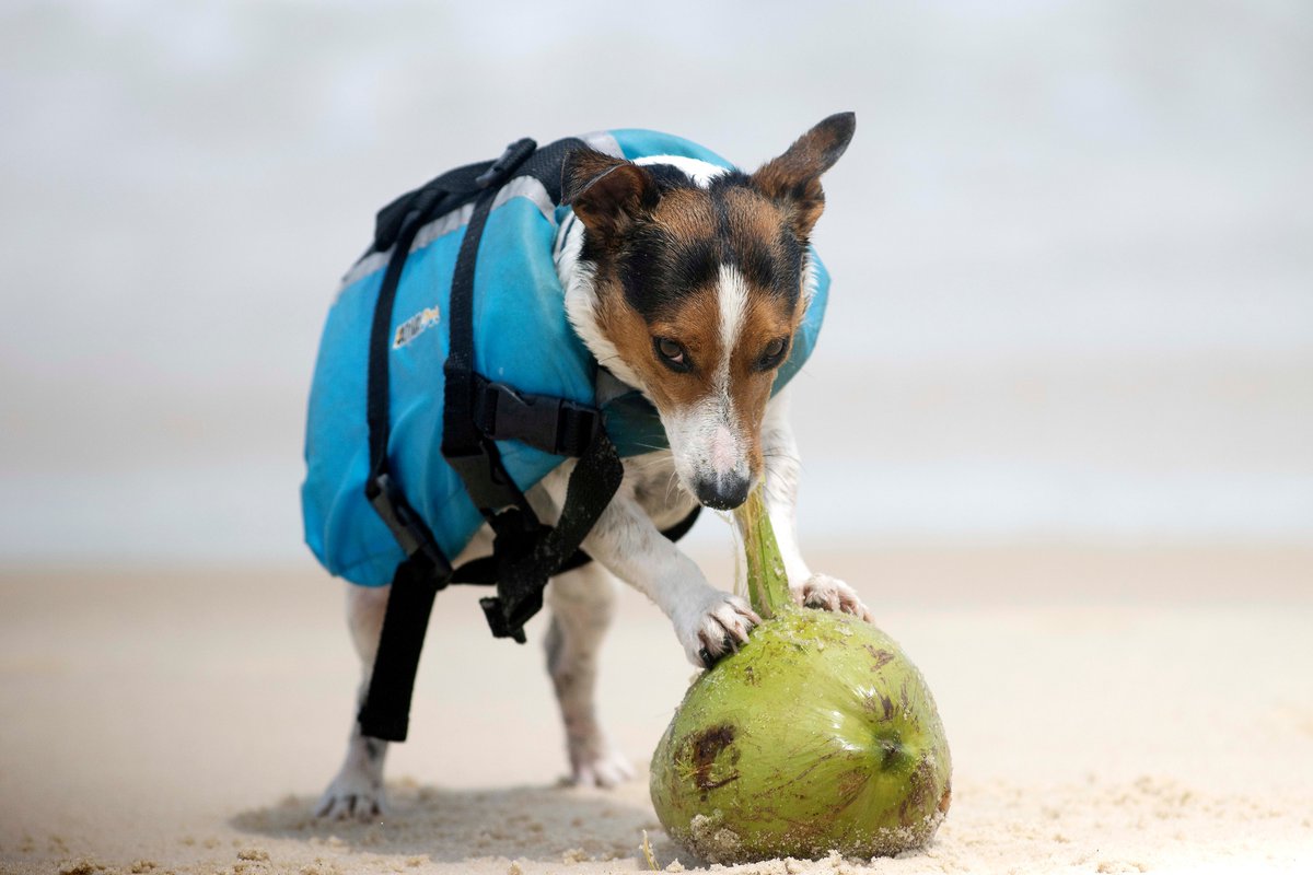 BobKarpDR's tweet photo. This morning, I ran into my favorite surf dog, Benji & his dad at Arpoador Beach in Rio! I finally got to see him in action. No surprise, he was the star of the beach. Believe the hype! 🥥🐕 #surfdog #surfdogs #riodejaneiro #surflife #arpoadorbeach #arpoador https://t.co/CwmJIQ9dAM