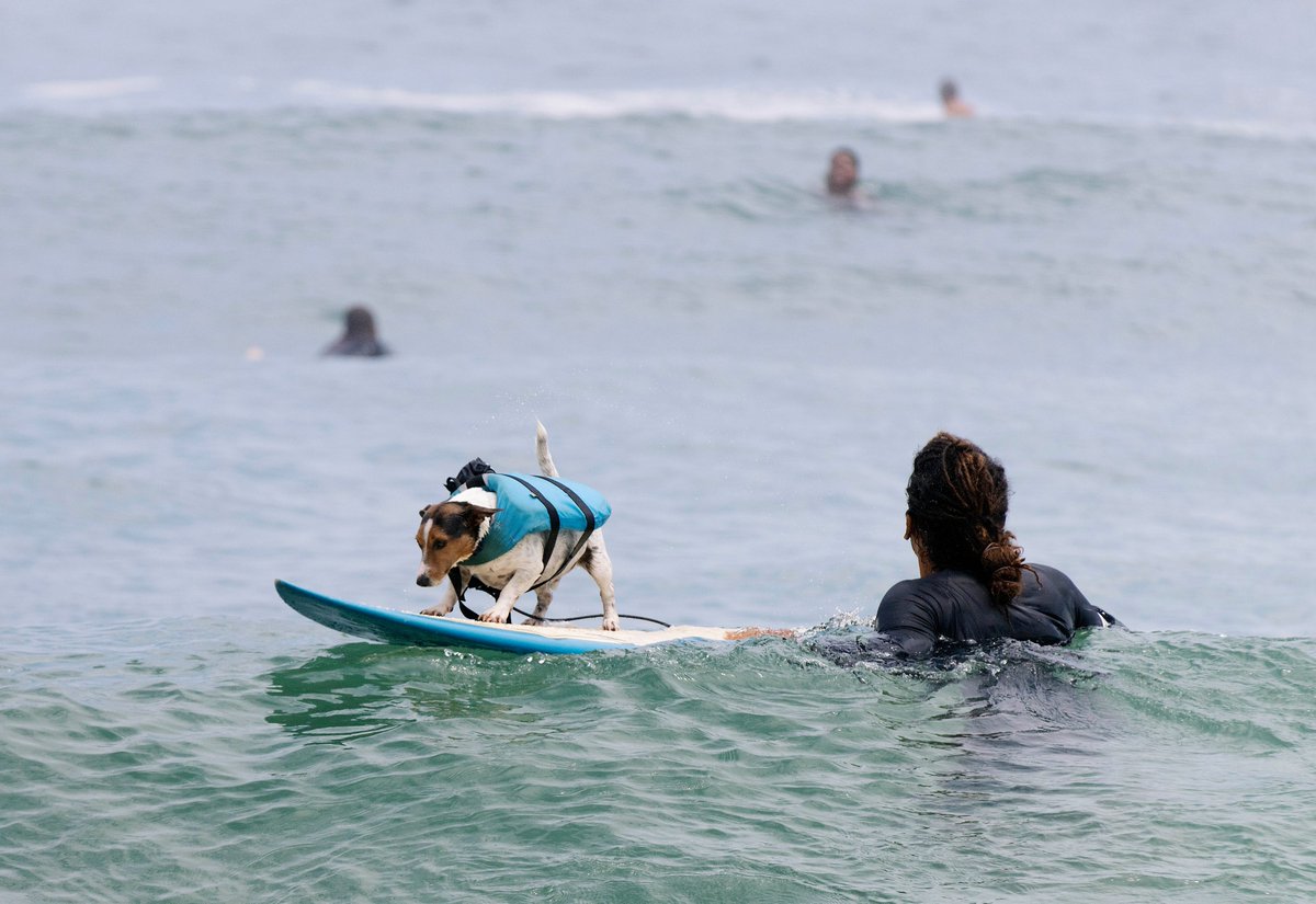 BobKarpDR's tweet photo. This morning, I ran into my favorite surf dog, Benji & his dad at Arpoador Beach in Rio! I finally got to see him in action. No surprise, he was the star of the beach. Believe the hype! 🥥🐕 #surfdog #surfdogs #riodejaneiro #surflife #arpoadorbeach #arpoador https://t.co/CwmJIQ9dAM