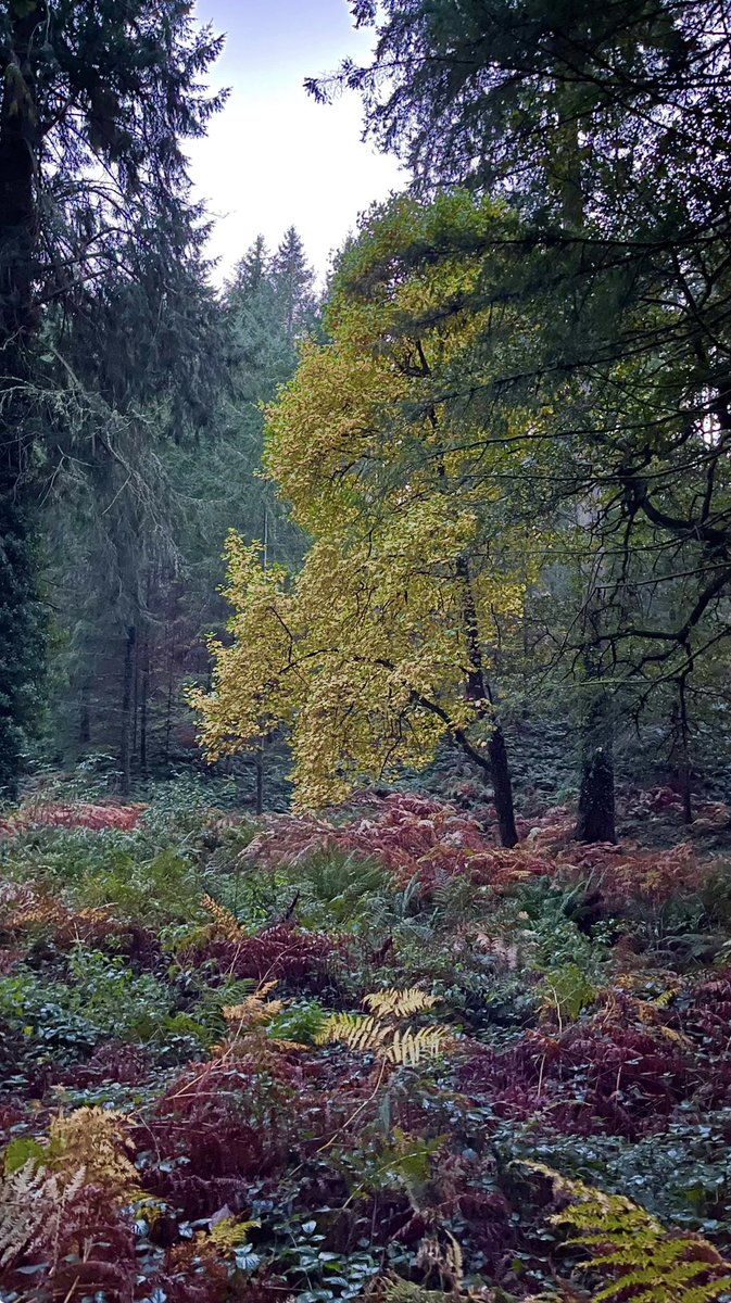 chrissperring's tweet photo. In the Autumnal woodland today, it was very nice to meet a couple of professional tree planters. @Birder_Griffon @WildPortishead @yacwag  @WhittlesBooks @tern09 @camelbirder @Kernowringer @IrishRainforest pictures taken using #iphone12promax https://t.co/KfmOZBCBRC