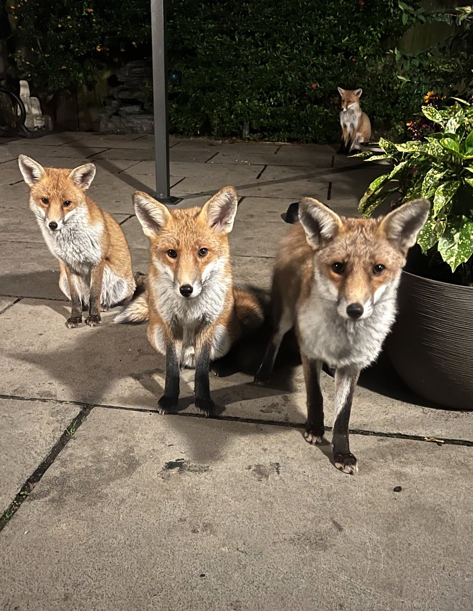 GP_wildlife's tweet image. Gorgeous foxes #Fox #foxcub #foxes #foxfriday #fäks #foxlovers #foxkits #FoxOfTheDay #zorro #wildlifephotography #NaturePhotography #NatureBeautiful