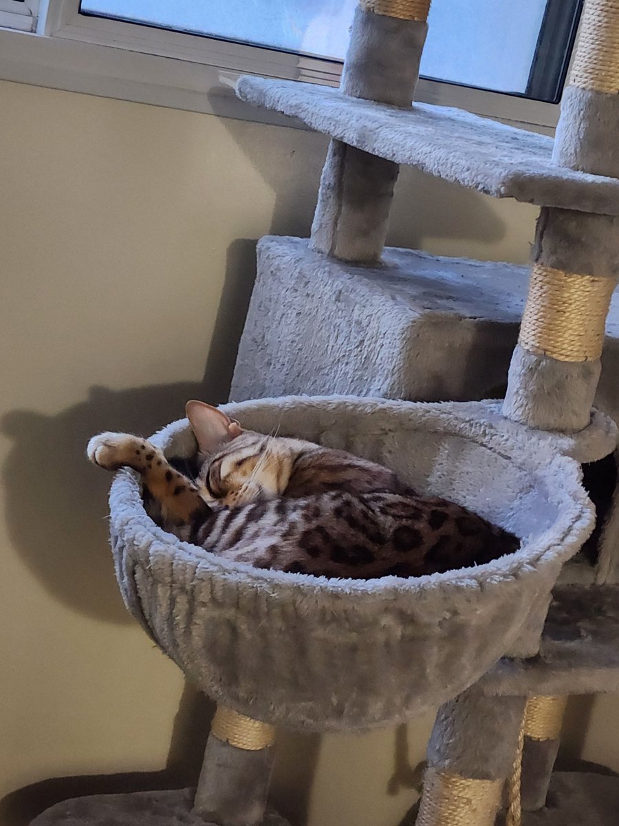 felixbengalcat's tweet photo. Make sure to get some nap time in today furriends 😺💤 https://t.co/e821Bzvtn2