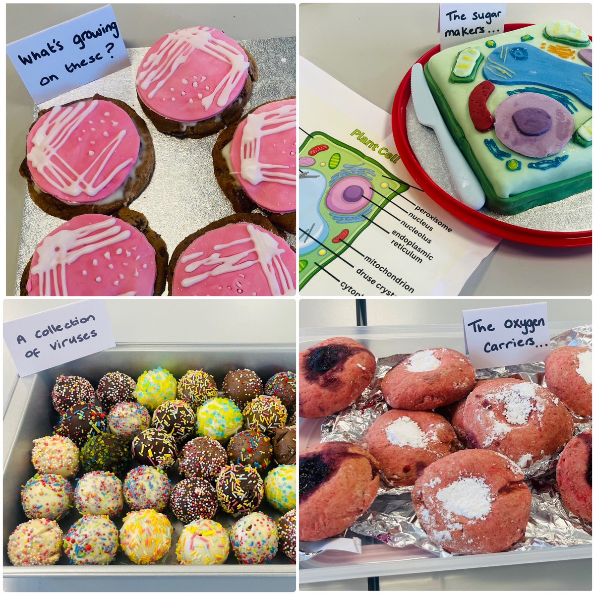 AmbroseScience's tweet photo. #BiologyWeek came to an end today with our #biologybakeoff 🧁🍰 amazing efforts from students and Dr R &amp; Mrs B too! It’s also been a great week of lunchtime documentary screenings raising the profile of biology across the school🌿🐁🪼🪰🔬🧬🧫🧪 LOVED IT!! @RoyalSocBio https://t.co/fbEFYDgdPK