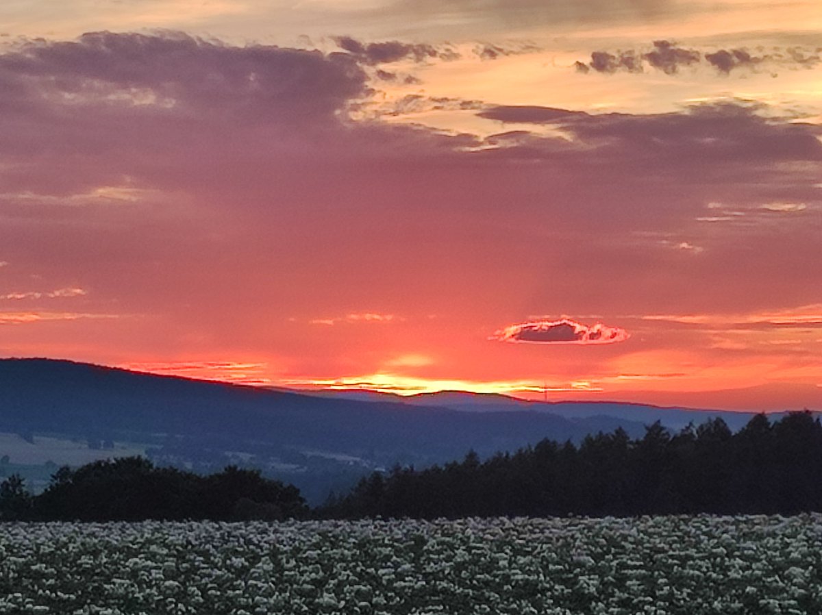 Hess Brigitte tweet media