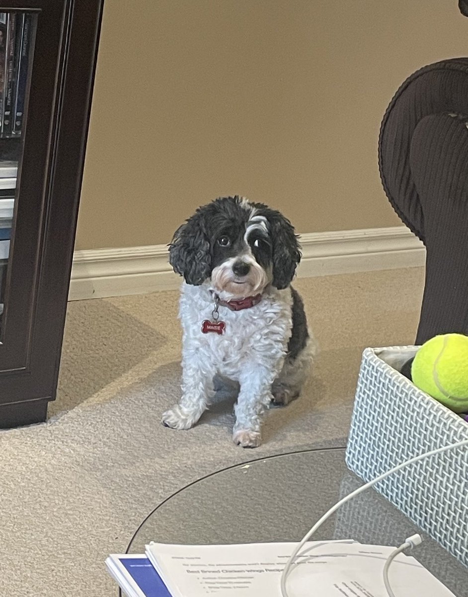 JonLeeOSC's tweet photo. Try to get an assistant who doesnโt stare at you all day. Love her to death; however, it might be time to hire a new assistant. #MaisieTheCavapoo https://t.co/wzlJhSIDHi