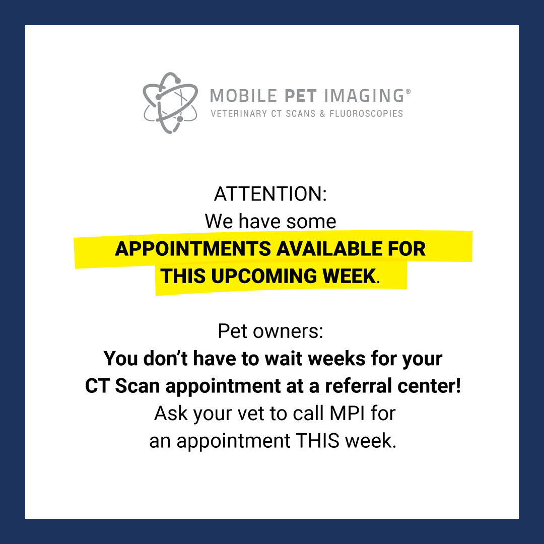 MPIvetimaging's tweet photo. ATTENTION: We have some APPOINTMENTS AVAILABLE FOR THIS UPCOMING WEEK.
Pet owners: Don't wait weeks for a CT Scan at a referral center!
Ask your vet to call MPI for an appointment THIS week.
---
#CTScans #VetMiami #ItsTimeToSeeMore #vetctscan #mobilepetimaging #floridavets https://t.co/9OtSTEQ4fJ