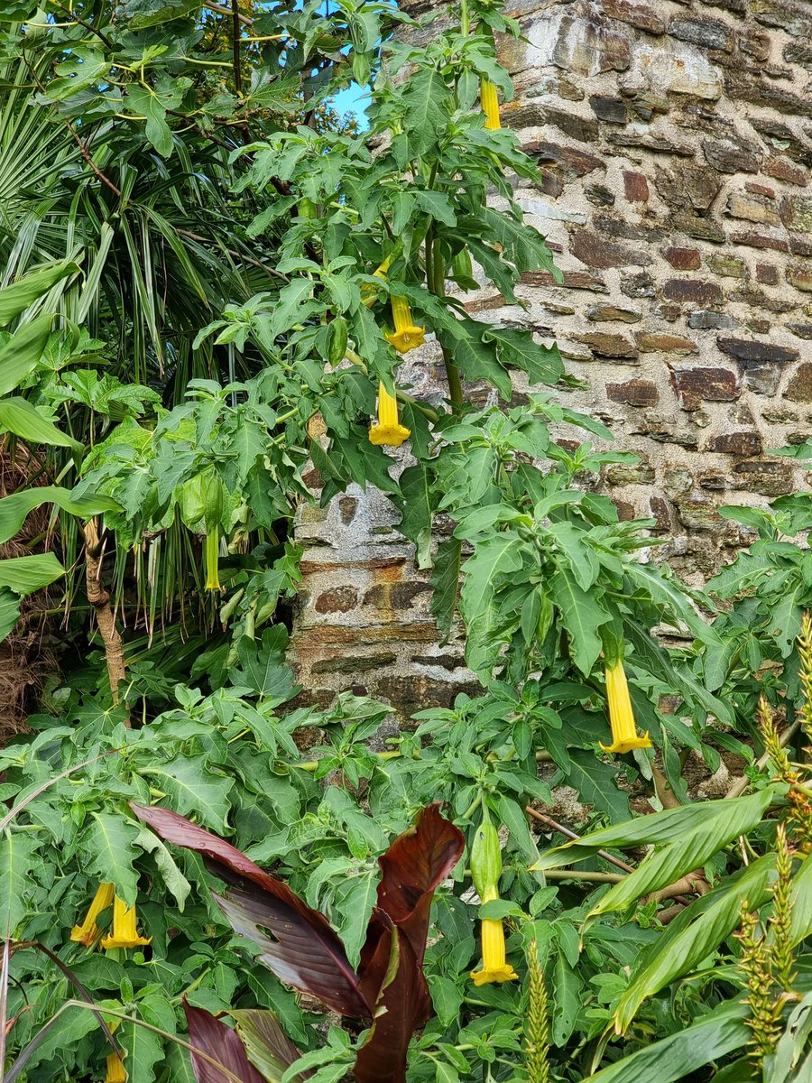 We had a frost in the valley at the bottom of the gardens this morning... thankfully, it didn't touch the gardens higher up, and the Brugmansia remained unscathed! #gardens #exotics #Brugmansia #Cornwall #RoselandParc