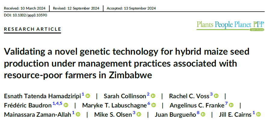 🚨📷#JustPublished by <a href="/CIMMYT/">CIMMYT</a>, <a href="/corteva/">Corteva Agriscience</a>, <a href="/Cirad/">Cirad</a> &amp; <a href="/UFSweb/">UFS</a>

50% non-pollen producing #maize was develop to simplify hybrid seed production &amp; increase #seed quality. However, the technology could benefit resource-#poor #farmers, who tend to recycle seeds.

👉shorturl.at/BBvL2