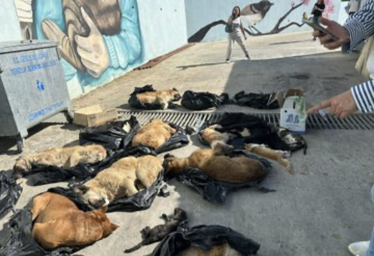 Bu nasıl bir vicdan? 

Yapanların hakettikleri yerde bu masumlarım ne işi var? 

#GebzedeKatliamVar