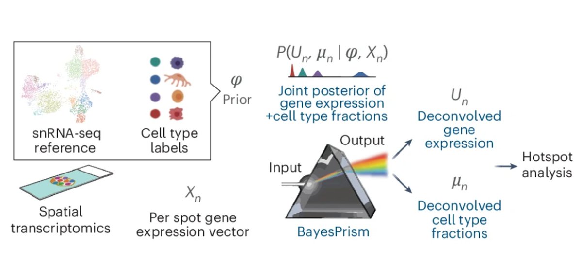 tinyichu's tweet photo. I’m excited to share part of the computational analysis where we combined BayesPrism and Hotspot to prioritize cell-type-specific spatially variable genes and gene expression modules. https://t.co/x2wRYmiMEP
