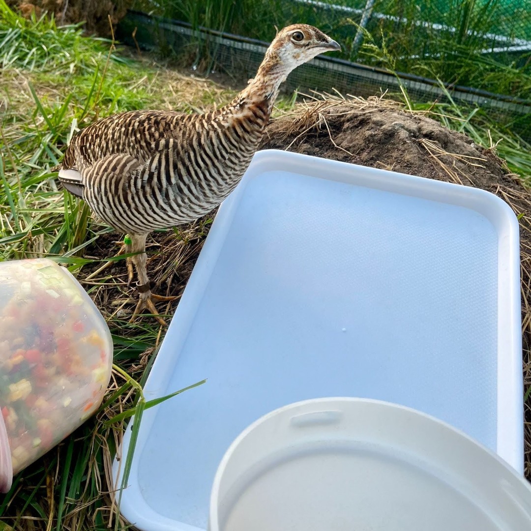 SuttonCenter's tweet photo. "Why is this tray still empty?"
#Attwatersprairiechicken #suttoncenter https://t.co/xNdEzl92La