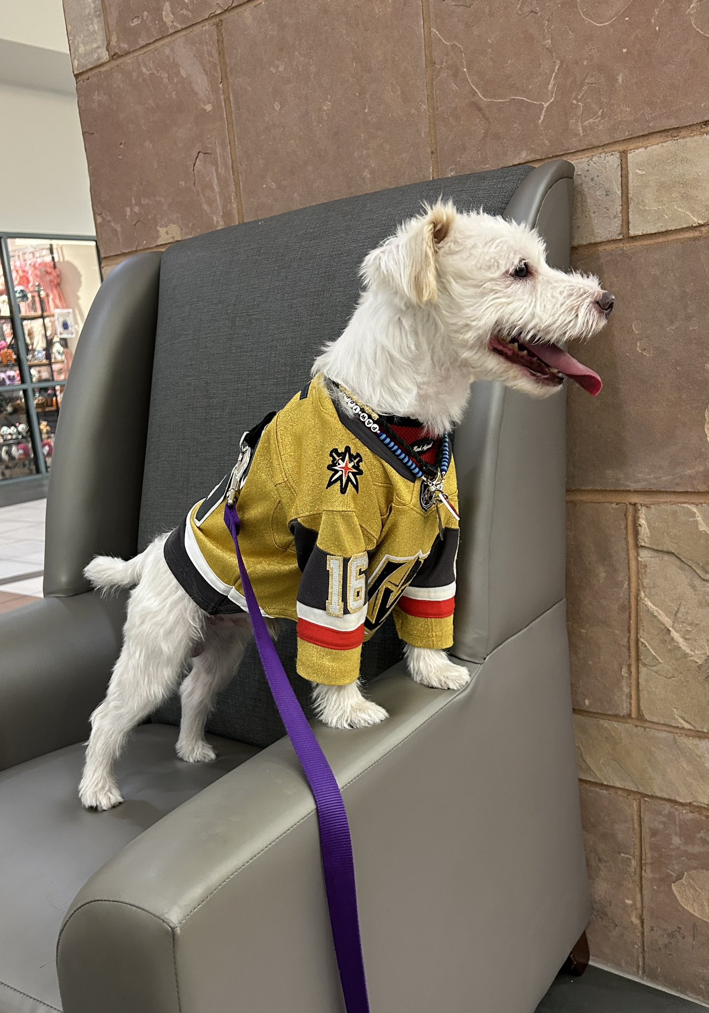 Best golden knights dog sweater Top Sellers