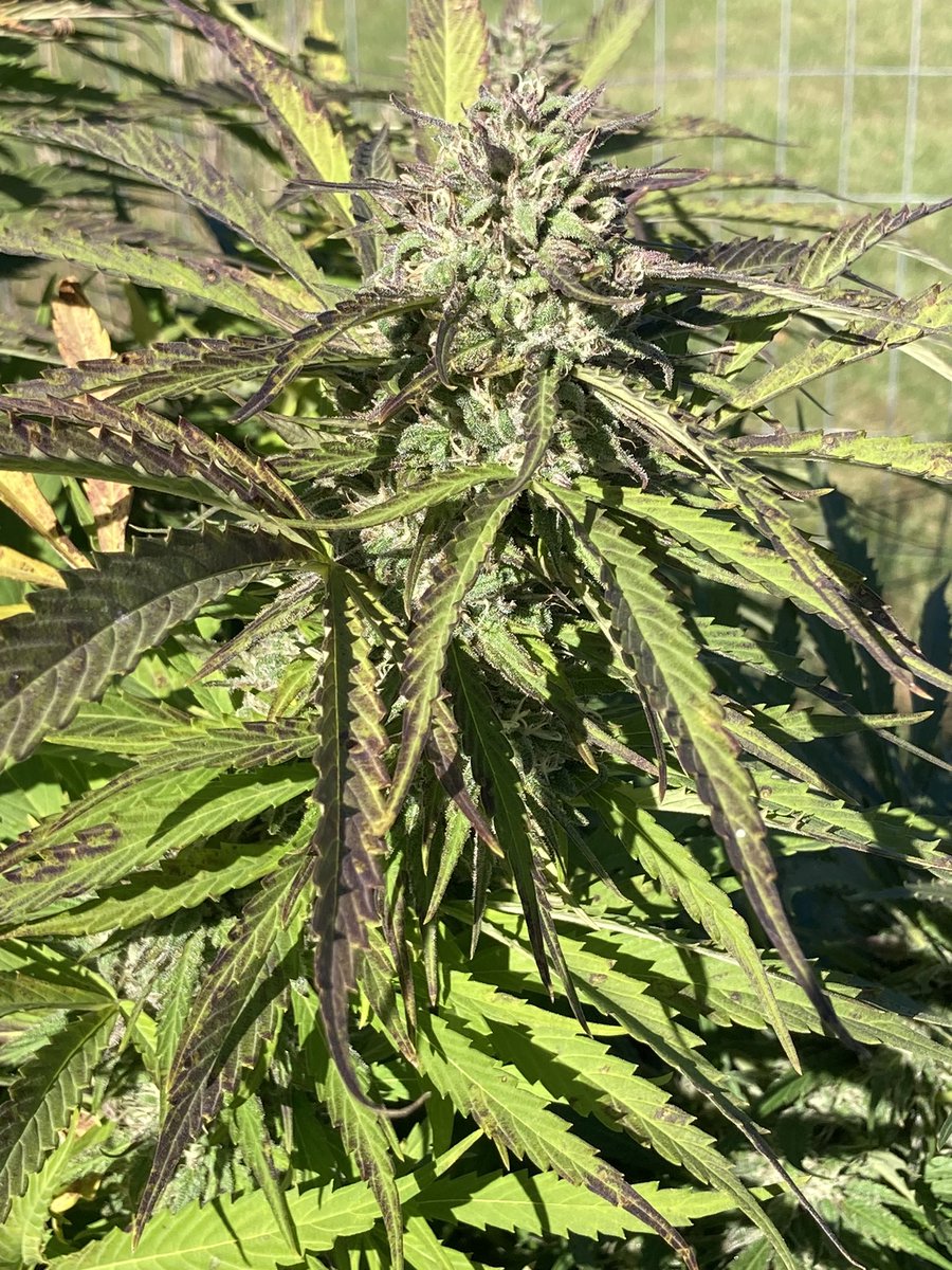 Double CoCo Pete # 2 Batch 2

( Double Chocolate Thai # 13 X Prickly Pete)