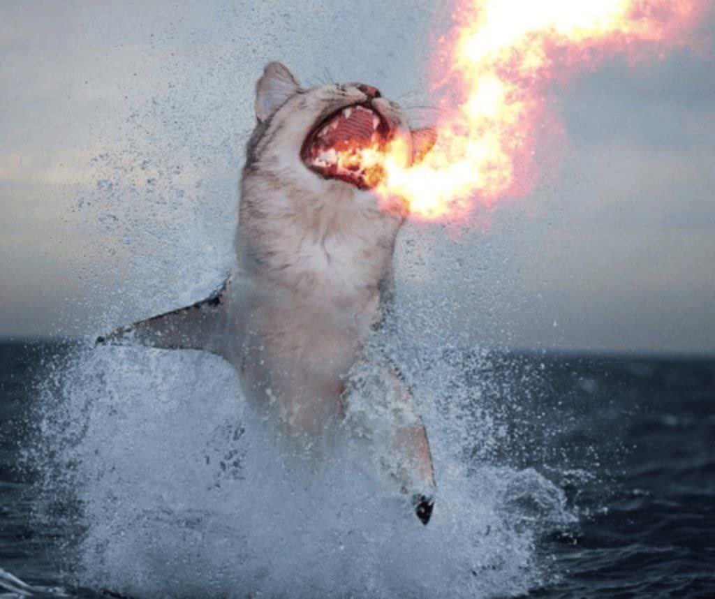 Verse Milla tweet media