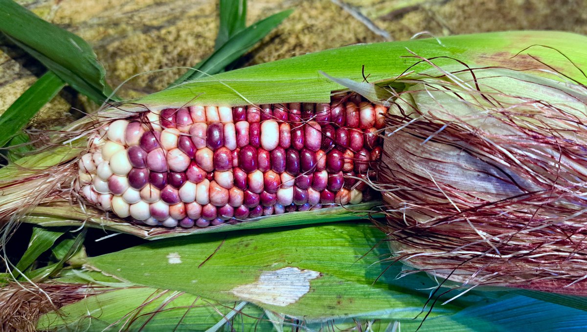 We haz corn!