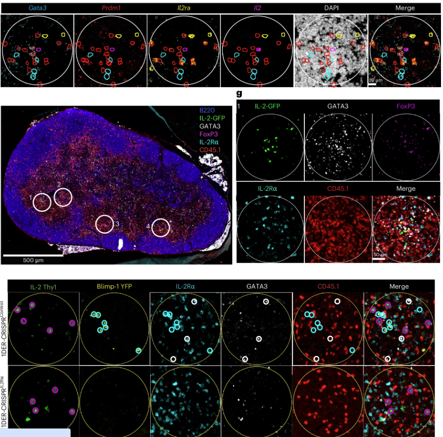 Early requirement for IL-2-mediated spatial microniches that integrate with allergen-driven IL-10 from responding T cells to drive allergic asthma <a href="/NatImmunol/">Nature Immunology</a> <a href="/poholeklab/">PoholekLab</a>
nature.com/articles/s4159…