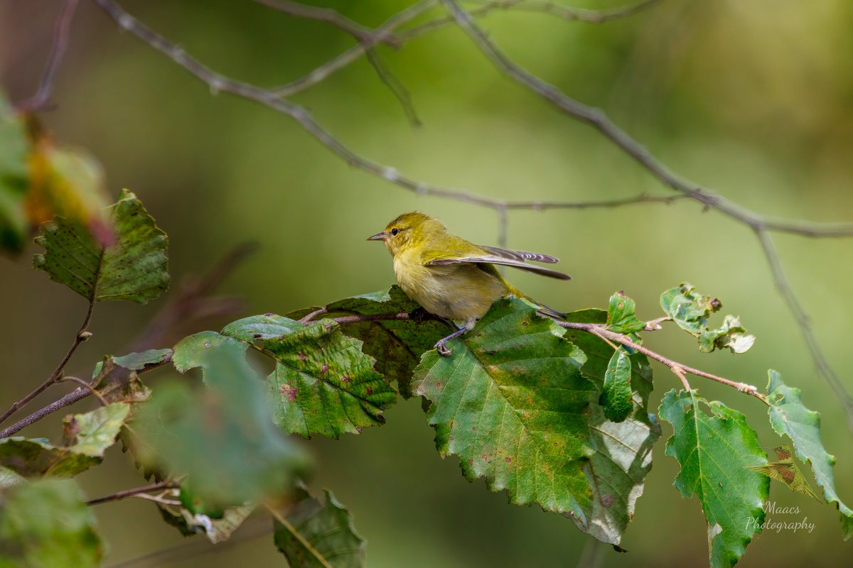 gone_mac's tweet image. This Tennessee Warbler (Leiothlypis peregrina) was so busy foraging under every leaf 🍃 it didn't notice me snapping shot of it.
#Canon EOS R7
Sigma 150-600mm C

#Tennesseewarbler #Leiothlypisperegrina #NewWorldwarbler #songbird  #birdenthusiast #ornithology #canonfavpic