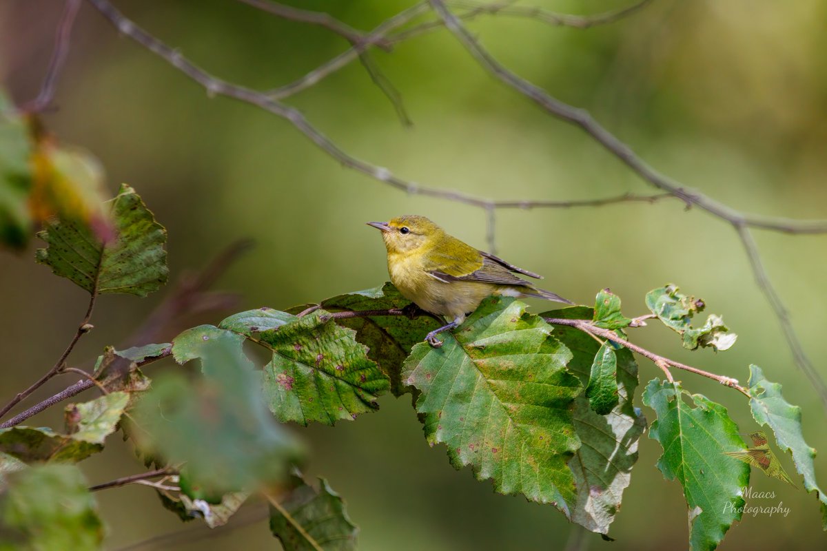 gone_mac's tweet image. This Tennessee Warbler (Leiothlypis peregrina) was so busy foraging under every leaf 🍃 it didn't notice me snapping shot of it.
#Canon EOS R7
Sigma 150-600mm C

#Tennesseewarbler #Leiothlypisperegrina #NewWorldwarbler #songbird  #birdenthusiast #ornithology #canonfavpic