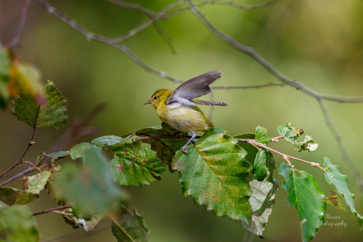 gone_mac's tweet image. This Tennessee Warbler (Leiothlypis peregrina) was so busy foraging under every leaf 🍃 it didn't notice me snapping shot of it.
#Canon EOS R7
Sigma 150-600mm C

#Tennesseewarbler #Leiothlypisperegrina #NewWorldwarbler #songbird  #birdenthusiast #ornithology #canonfavpic