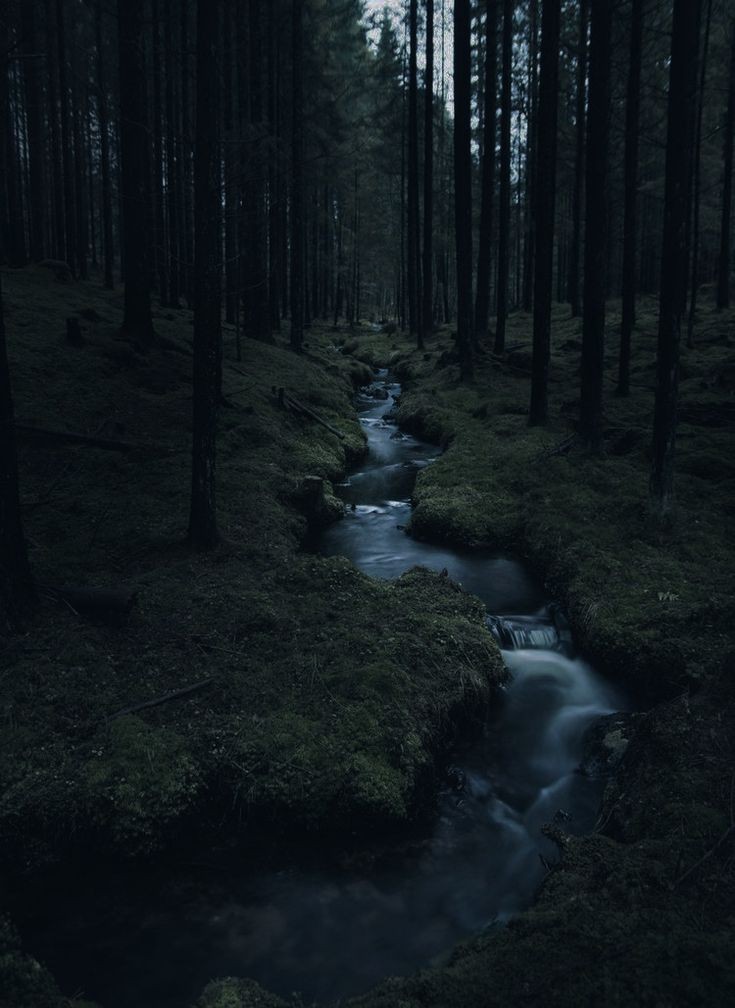 elemmiressoul's tweet photo. dark woods. https://t.co/fFhY78tNQt