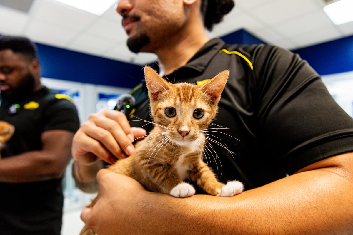 HOUSaberCats's tweet image. Yesterday, we had the pleasure of visiting our friends at the @HoustonHumane just 4 miles from SaberCats Stadium to drop off some Boo Baskets! 🎃

Thank you for having us! We can’t wait for our next visit! ♥️ #CatsInTheCommunity #HoustonHumaneSociety