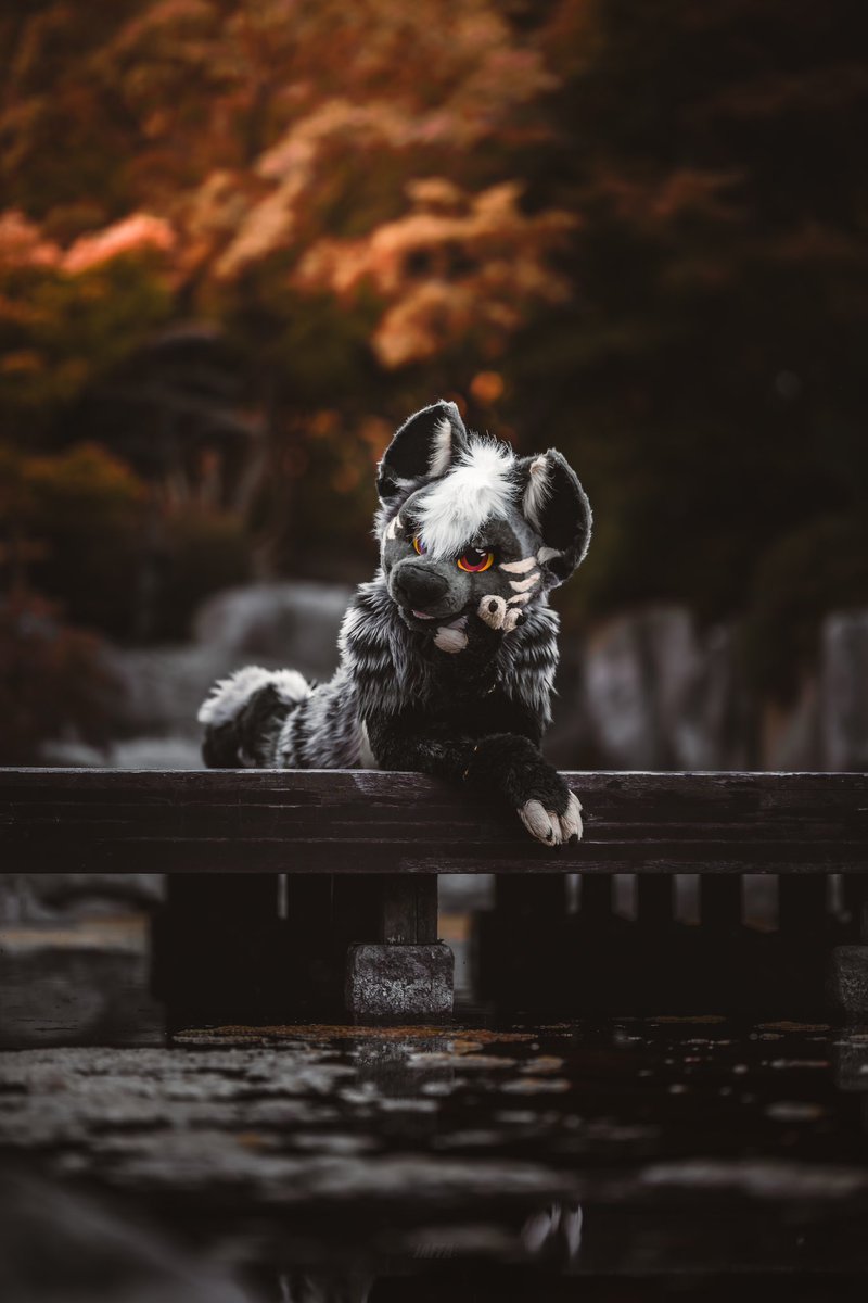 🍂🍁Autumn yeen 🍂🍁

#FursuitFriday