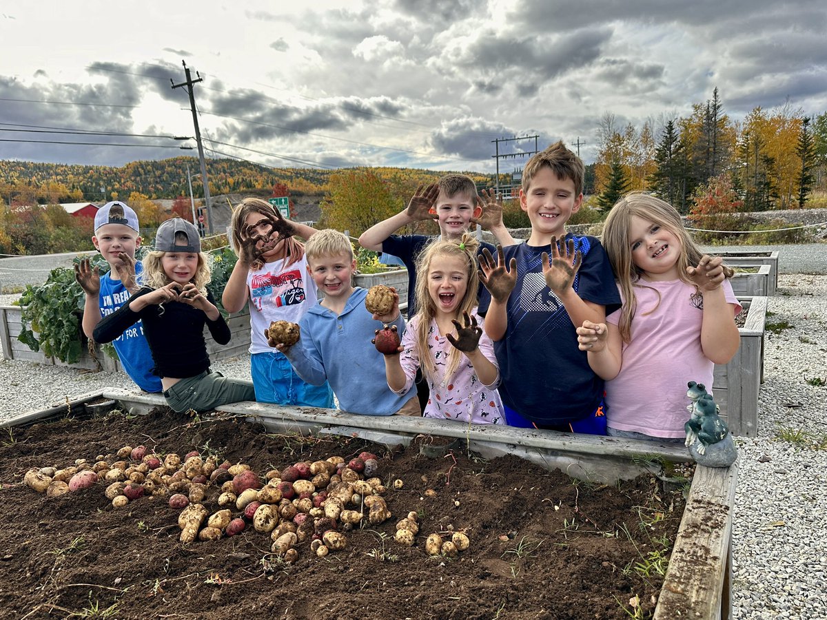 The 2-3 class dug our veggies today. These will be donated to our local
Food bank for Thanksgiving. Thanks Mrs. Blanchard for all your help! 
<a href="/NLSchoolsCA/">NLSchools</a>