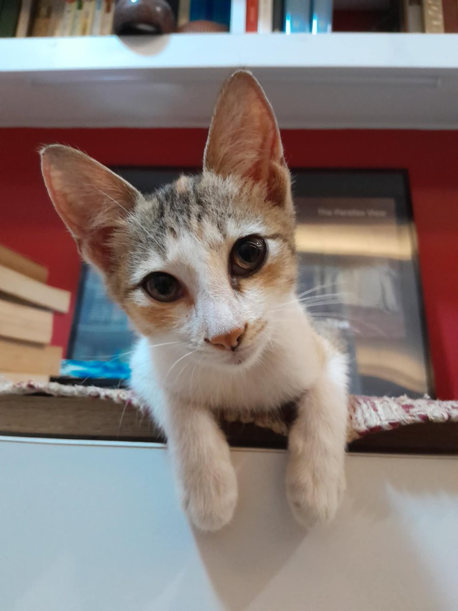 AMRagragio's tweet photo. Some news:  we have been adopted by a kitten! 😻 https://t.co/V1RXc3hlfn