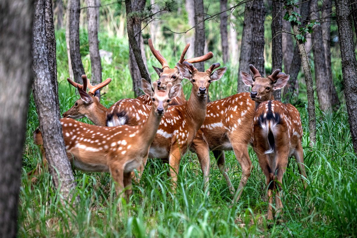 森林里的精灵 #BeautifulWeiHai 环海路也有出没哦🦌🦌🦌