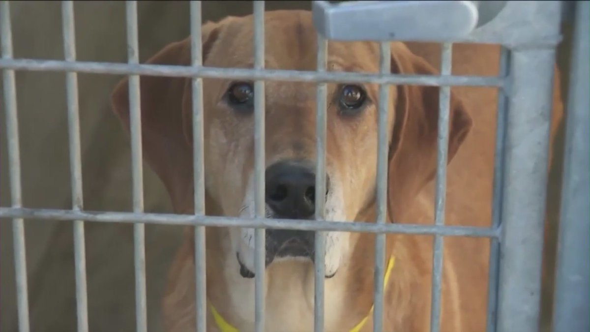 Dogs at Los Angeles shelters are being euthanized at a historic rate, according to a new report from the City Controller’s Office. trib.al/P8MclKe