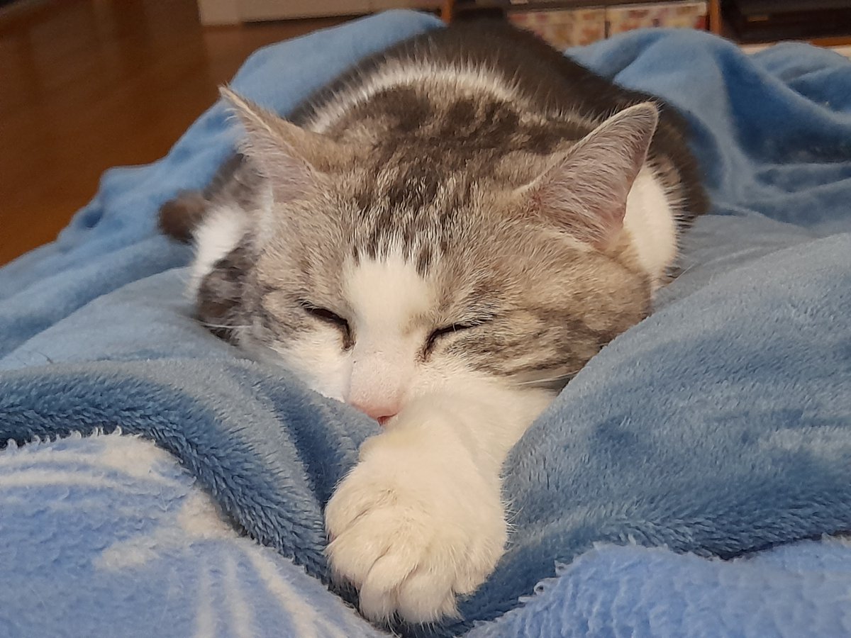 Writing Wombat tweet media