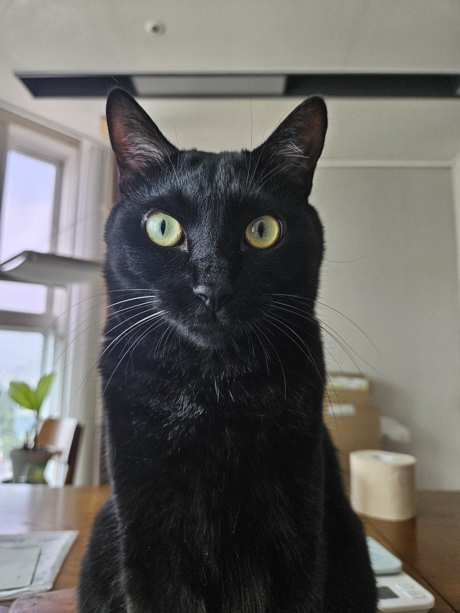 dotkavi's tweet image. 건강검진으로 아침 안줬더니 너무가깝게 쳐다본다 부담100% ...없어.밥. 저리가...금식이야..