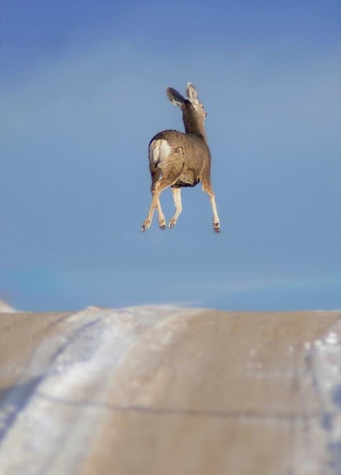 Deerposts tweet media